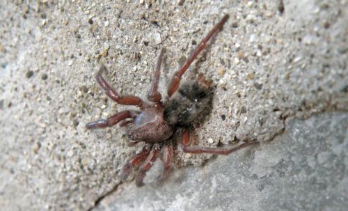Scotophaeus sp.